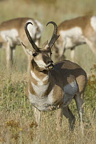 Pronghorn Antelope (Antilocapra americana) buck flehming, eastern Montana