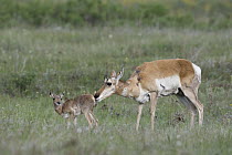 Pronghorn Antelope (Antilocapra americana) doe with newborn fawn on prairie, eastern Montana