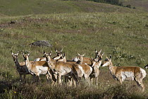 Pronghorn Antelope (Antilocapra americana) does on prairie, eastern Montana
