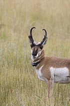 Pronghorn Antelope (Antilocapra americana) buck with a radio collar, eastern Montana