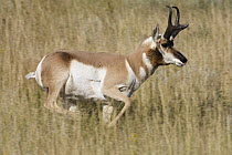 Pronghorn Antelope (Antilocapra americana) buck running, eastern Montana