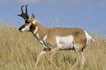 Pronghorn Antelope (Antilocapra americana) buck runningon the prairie, eastern Montana