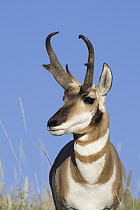Pronghorn Antelope (Antilocapra americana) buck, eastern Montana