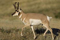 Pronghorn Antelope (Antilocapra americana) buck walking, North America