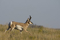 Pronghorn Antelope (Antilocapra americana) buck running on prairie, eastern Montana