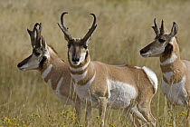 Pronghorn Antelope (Antilocapra americana) bucks, eastern Montana