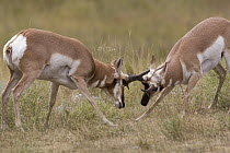 Pronghorn Antelope (Antilocapra americana) bucks sparring, eastern Montana