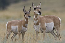 Pronghorn Antelope (Antilocapra americana) doe with fawn, eastern Montana
