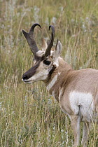Pronghorn Antelope (Antilocapra americana) buck, eastern Montana