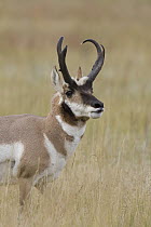 Pronghorn Antelope (Antilocapra americana) buck flehming, eastern Montana