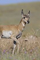 Pronghorn Antelope (Antilocapra americana) fawn, eastern Montana