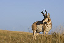 Pronghorn Antelope (Antilocapra americana) buck on prairie, eastern Montana