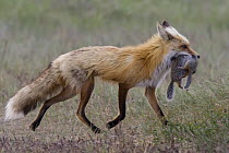 Red Fox (Vulpes vulpes) female with Columbian Ground Squirrel (Spermophilus columbianus) prey, western Montana