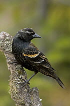 Red-winged Blackbird (Agelaius phoeniceus) juvenile male, western Montana