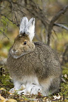 Snowshoe Hare (Lepus americanus) in fall coat- turning to white for the winter, central Alaska