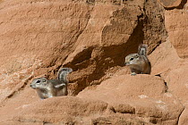 White-tailed Antelope Squirrel (Ammospermophilus leucurus) pair in red rocks, southern Nevada