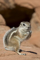 White-tailed Antelope Squirrel (Ammospermophilus leucurus) standing on hind legs, southern Nevada