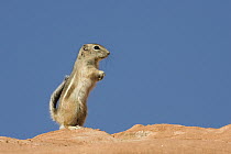 White-tailed Antelope Squirrel (Ammospermophilus leucurus) standing guard, southern Nevada