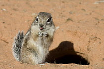 White-tailed Antelope Squirrel (Ammospermophilus leucurus) sticking out its tongue, southern Nevada