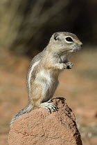 White-tailed Antelope Squirrel (Ammospermophilus leucurus) standing guard, southern Nevada
