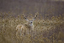 White-tailed Deer (Odocoileus virginianus) buck in teasel patch, western Montana