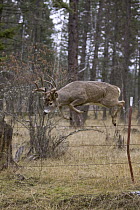 White-tailed Deer (Odocoileus virginianus) buck jumping barbed-wire fence, western Montana