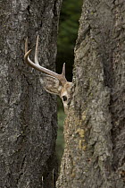 White-tailed Deer (Odocoileus virginianus) buck hiding behind tree, western Montana
