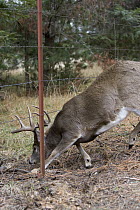 White-tailed Deer (Odocoileus virginianus) buck going under barbed wire fence, western Montana. Sequence 1 of 2