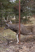 White-tailed Deer (Odocoileus virginianus) buck going under barbed wire fence, western Montana. Sequence 2 of 2