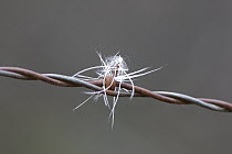 White-tailed Deer (Odocoileus virginianus) hair on a barbed wire fence, western Montana