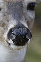 White-tailed Deer (Odocoileus virginianus) buck showing close up of nose, western Montana