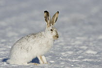 White-tailed Jack Rabbit (Lepus townsendii) in winter coat, eastern Montana