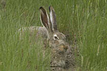White-tailed Jack Rabbit (Lepus townsendii) in summer coat, eastern Montana