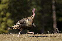 Wild Turkey (Meleagris gallopavo) male running, western Montana