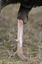 Wild Turkey (Meleagris gallopavo) male's foot and spur, western Montana