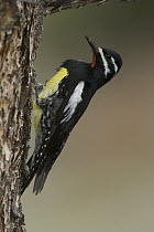 Williamson's Sapsucker (Sphyrapicus thyroideus) woodpecker male, western Wyoming