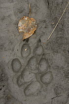 Timber Wolf (Canis lupus) tracks in mud, western Montana