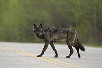 Timber Wolf (Canis lupus) crossing paved road, northwestern Montana