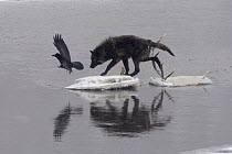 Timber Wolf (Canis lupus) stepping on ice floe with elk antlers from previous kill with Common Raven (Corvus corax) flying off, Yellowstone National Park, Wyoming