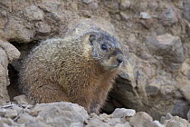 Yellow-bellied Marmot (Marmota flaviventris) at burrow, western Wyoming