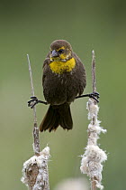 Yellow-headed Blackbird (Xanthocephalus xanthocephalus) female on cattails, western Montana
