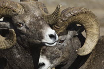 Bighorn Sheep (Ovis canadensis) rams interacting, western Montana