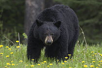 Black Bear (Ursus americanus) standing amid dandelions, western Alberta, Canada