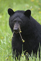 Black Bear (Ursus americanus) eating dandelions, western Alberta, Canada