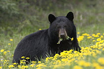 Black Bear (Ursus americanus) eating dandelions, western Alberta, Canada