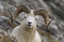 Dall's Sheep (Ovis dalli) ram, central Alaska