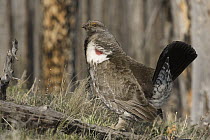 Blue Grouse (Dendragapus obscurus) male displaying for female, western Montana