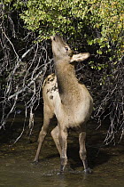 American Elk (Cervus elaphus nelsoni) calf feeding while standing in creek, western Montana