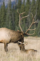 American Elk (Cervus elaphus nelsoni) male and cow interacting, western Montana