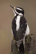 Hairy Woodpecker (Picoides villosus) female on snag, western Montana